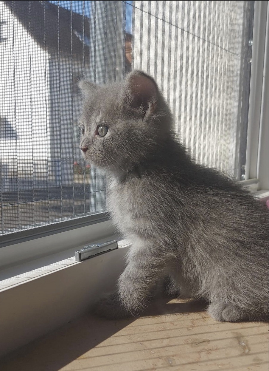 Katze am Fenster mit Fliegengitter